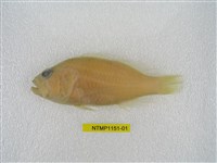 藏品(日本棘花鱸)的圖片